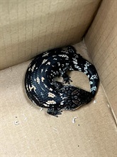 Hong Kong Customs seized 44 live lizards at the Shenzhen Bay Control Point yesterday (February 2), of which 41 were suspected to be scheduled endangered species, with an estimated market value of about $115,000. Photo shows one of the live lizards seized.